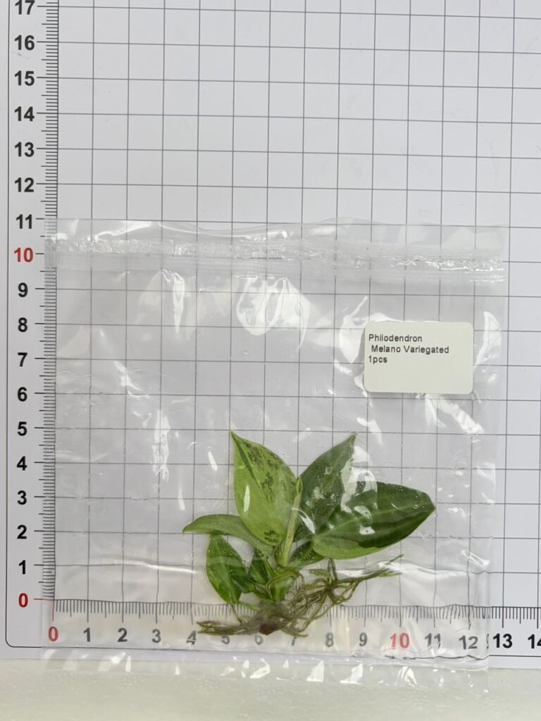 philodendron melano variegated