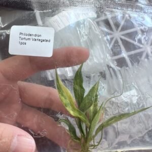 philodendron tortum variegated