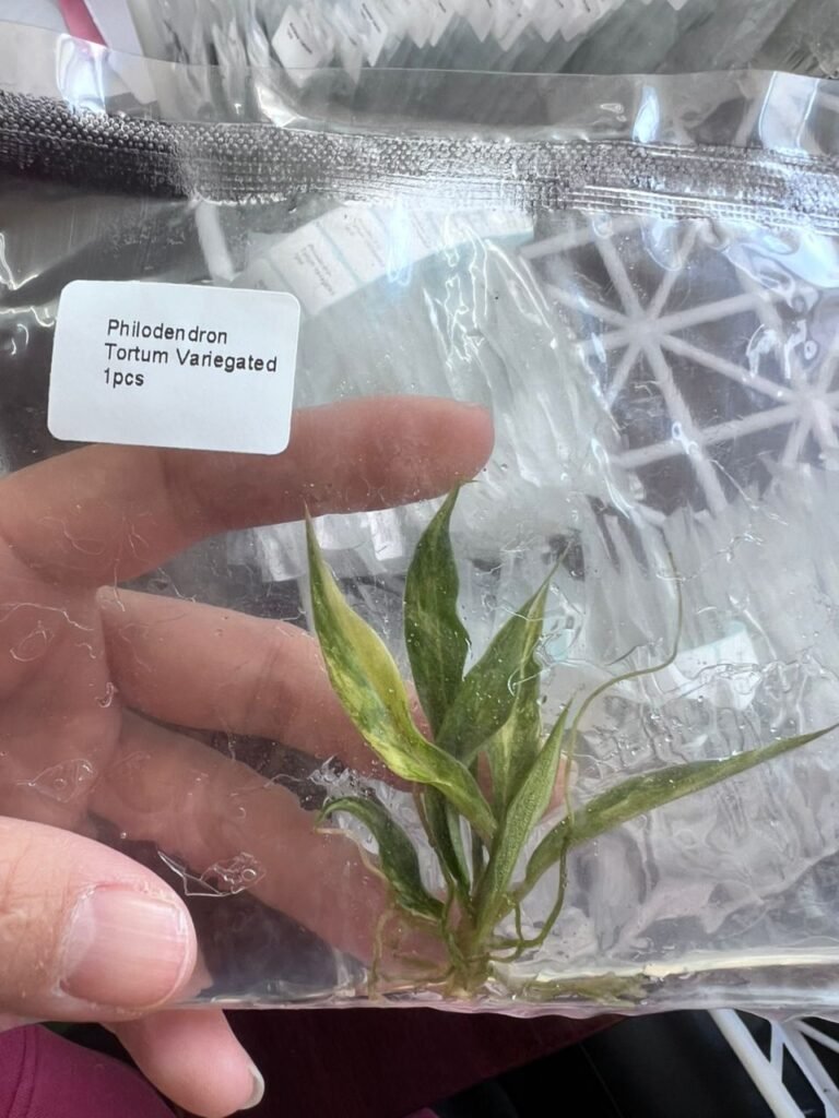 philodendron tortum variegated