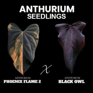 Anthurium Phoenix Flame 2 x Black Owl (Seedling)