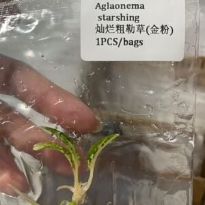 Aglaonema Starshing tissue culture plantlet in sterile container