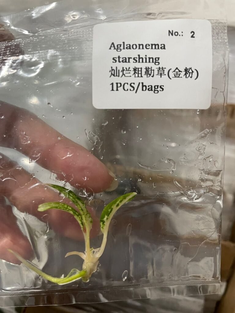 Aglaonema Starshing tissue culture plantlet in sterile container