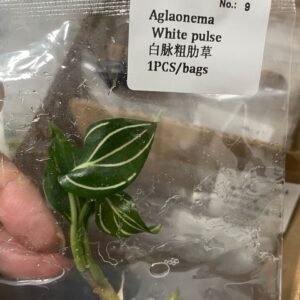 Aglaonema White Pulse tissue culture plantlet in sterile container