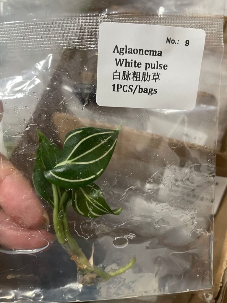 Aglaonema White Pulse tissue culture plantlet in sterile container