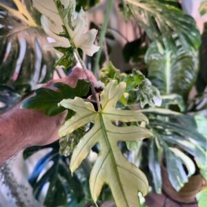 Alocasia Brancifolia Albo Variegated exact plant with heavy white and cream variegation on deeply lobed leaves, photo taken 10/5/2026