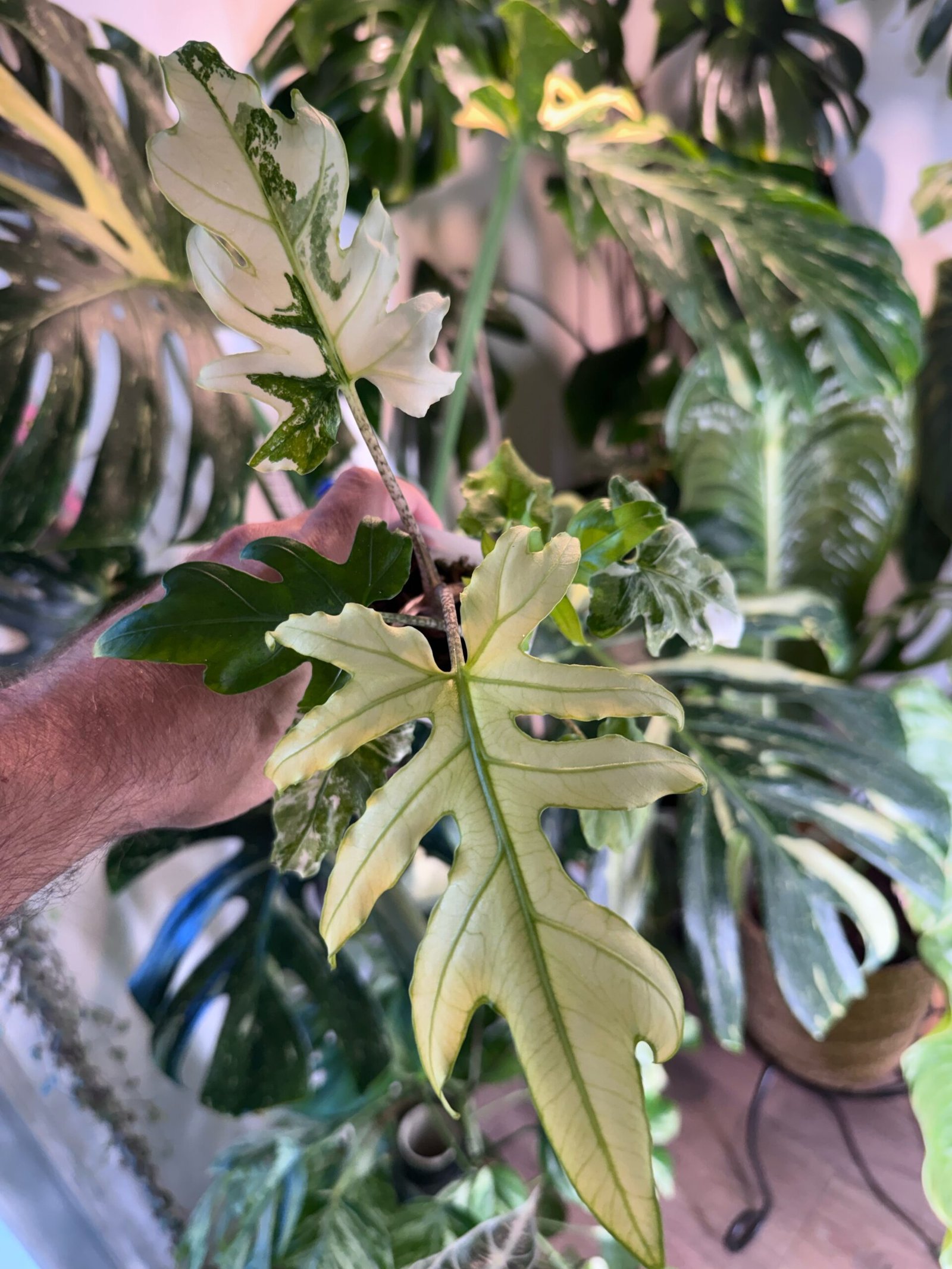 Alocasia Brancifolia Albo Variegated exact plant with heavy white and cream variegation on deeply lobed leaves, photo taken 10/5/2026