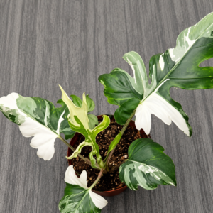 Alocasia Brancifolia Albo Variegated tissue culture plantlet in sterile container