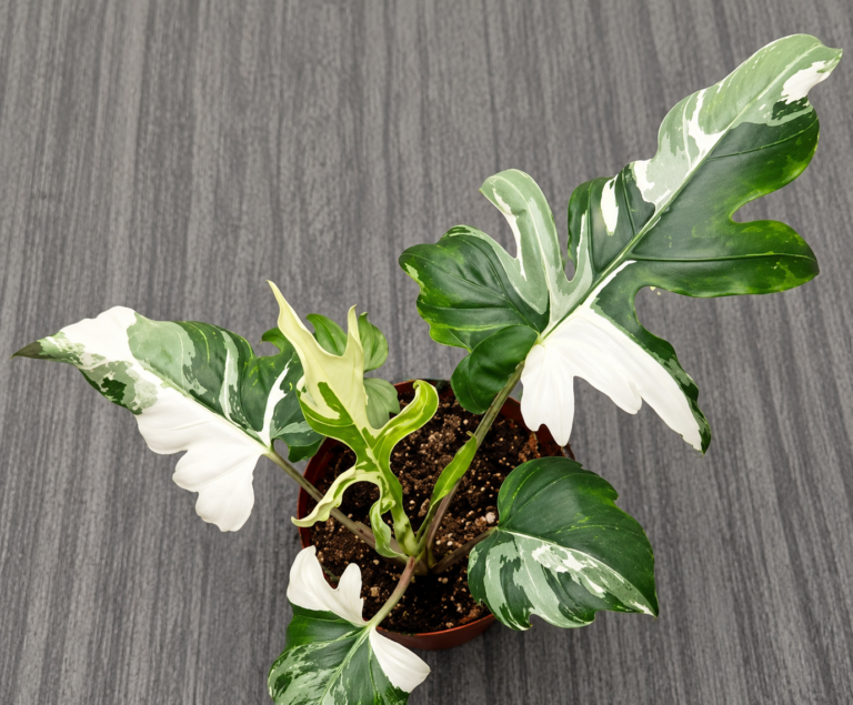 Alocasia Brancifolia Albo Variegated tissue culture plantlet in sterile container