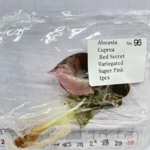 Alocasia Cuprea Red Secret Variegated Super Pink tissue culture plantlet in sterile container