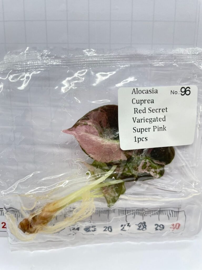 Alocasia Cuprea Red Secret Variegated Super Pink tissue culture plantlet in sterile container