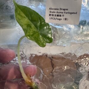 Alocasia Dragon Scale Aurea Variegated tissue culture plantlet in sterile container