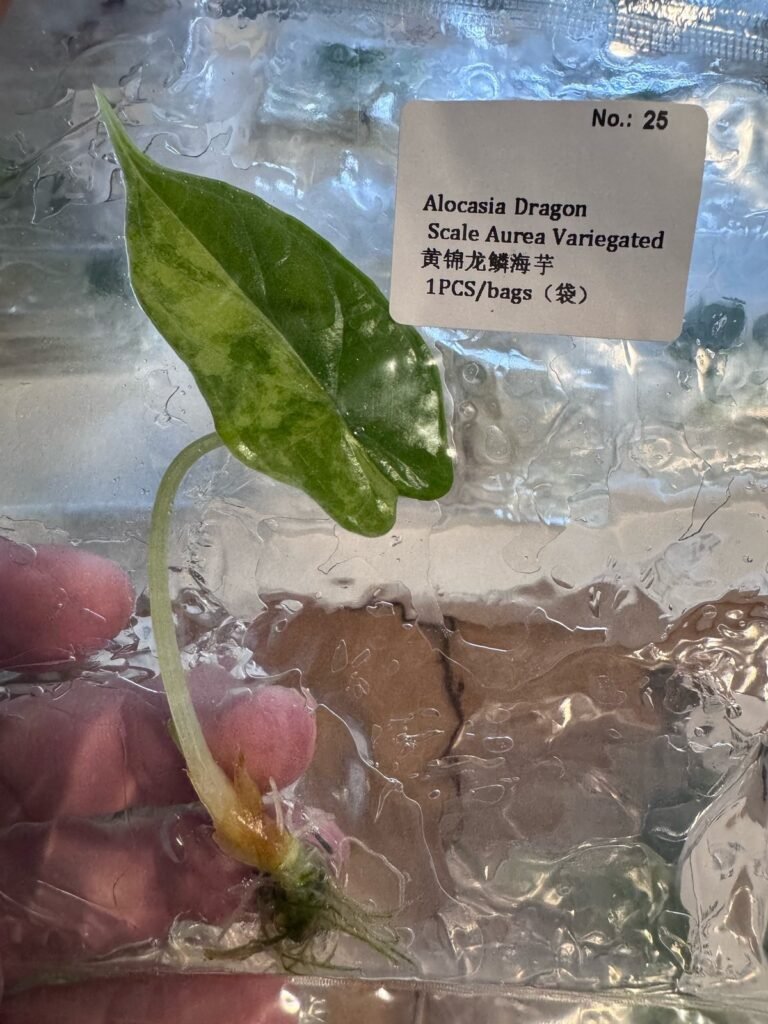 Alocasia Dragon Scale Aurea Variegated tissue culture plantlet in sterile container
