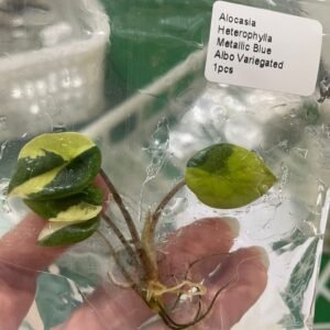 Alocasia Heterophylla Metallic Blue Albo Variegated tissue culture plantlet in sterile container