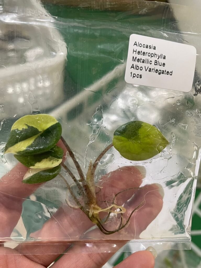 Alocasia Heterophylla Metallic Blue Albo Variegated tissue culture plantlet in sterile container