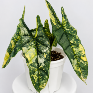 Alocasia Heterophylla Metallic Blue Aurea Variegated tissue culture plantlet in sterile container