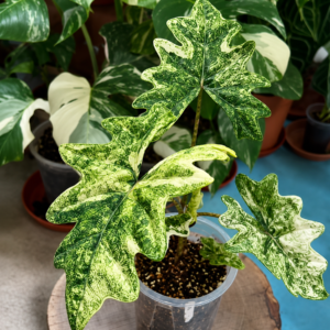 Alocasia Jacklyn Aurea Variegated tissue culture plantlet in sterile container