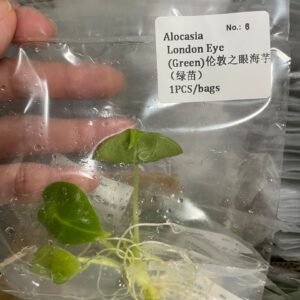 Alocasia London Eye (Green) tissue culture plantlet in sterile container
