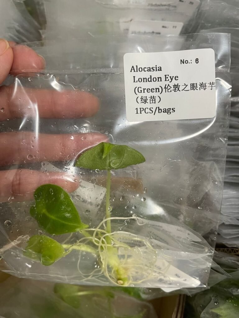 Alocasia London Eye (Green) tissue culture plantlet in sterile container
