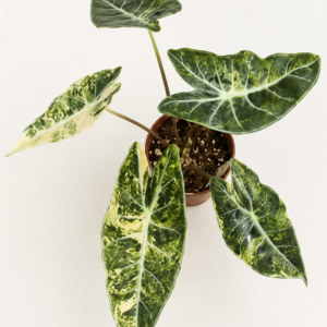Alocasia Longiloba Grandis Aurea Variegated tissue culture plantlet in sterile container