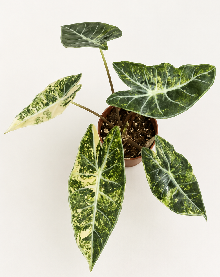 Alocasia Longiloba Grandis Aurea Variegated tissue culture plantlet in sterile container