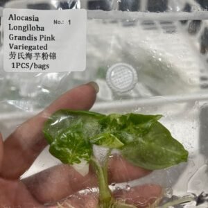 Alocasia Longiloba Grandis Pink Variegated tissue culture plantlet in sterile container
