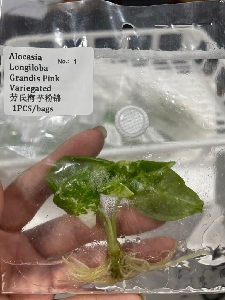Alocasia Longiloba Grandis Pink Variegated tissue culture plantlet in sterile container