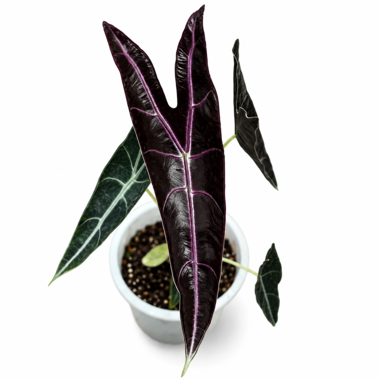 Alocasia Longiloba Purple tissue culture plantlet in sterile container