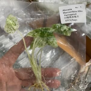 Alocasia Macrorrhiza Albo Variegated tissue culture plantlet in sterile container