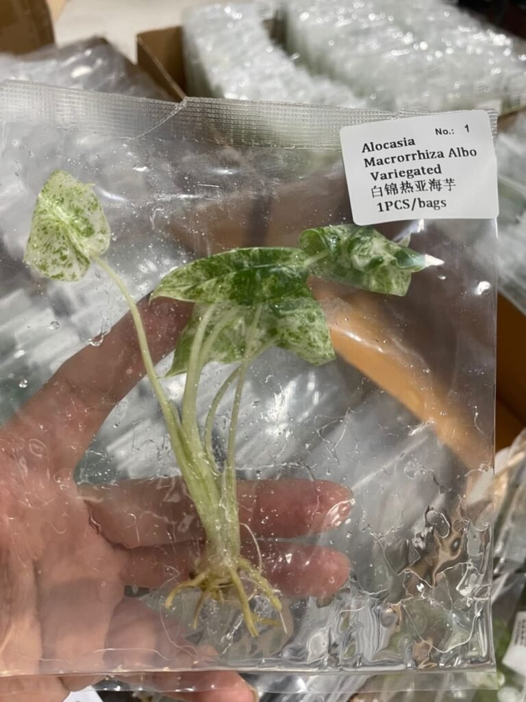 Alocasia Macrorrhiza Albo Variegated tissue culture plantlet in sterile container