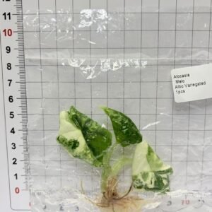 Alocasia Melo Albo Variegated tissue culture plantlet in sterile container