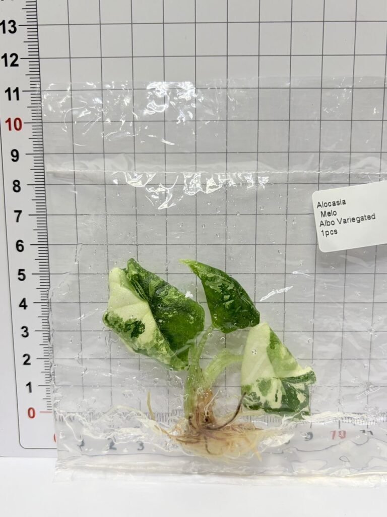 Alocasia Melo Albo Variegated tissue culture plantlet in sterile container