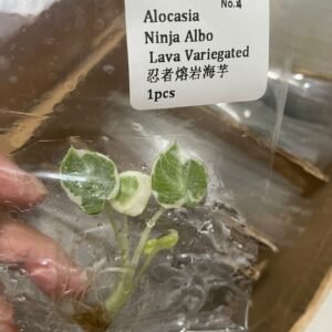 Alocasia Ninja Albo Lava Variegated tissue culture plantlet in sterile container