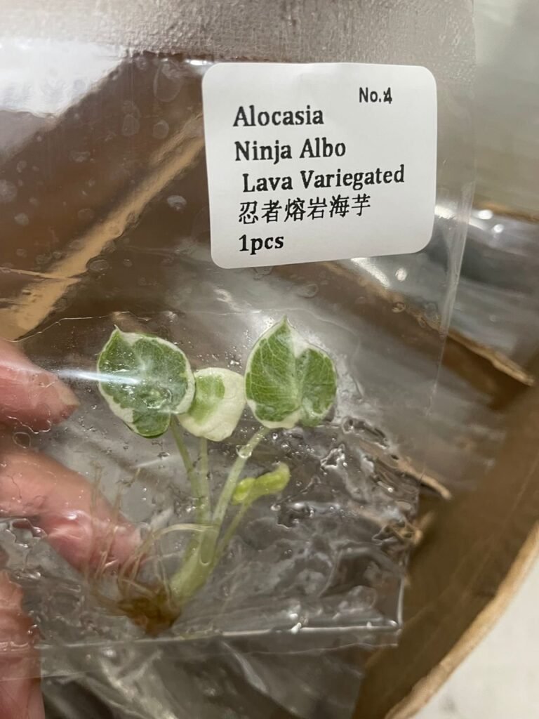 Alocasia Ninja Albo Lava Variegated tissue culture plantlet in sterile container