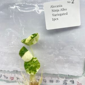 Alocasia Ninja Albo Variegated tissue culture plantlet in sterile container