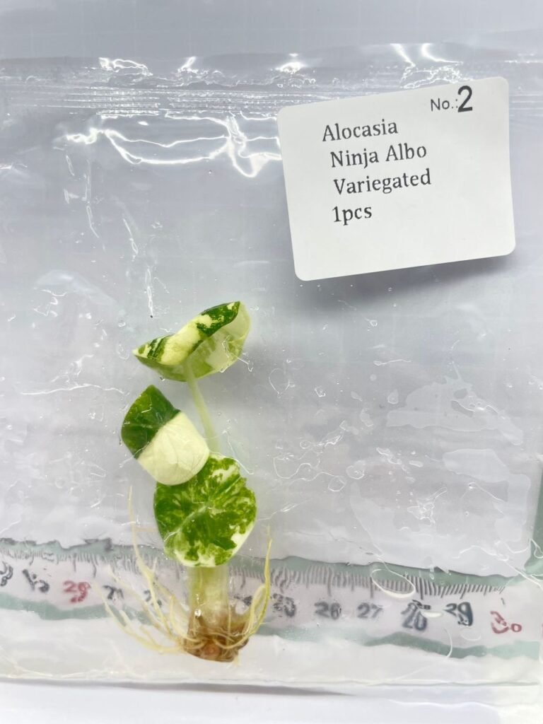 Alocasia Ninja Albo Variegated tissue culture plantlet in sterile container