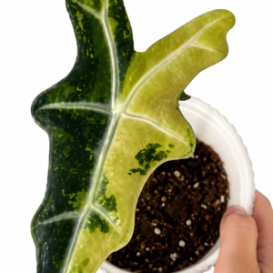 Alocasia Nobilis Aurea Variegated tissue culture plantlet in sterile container