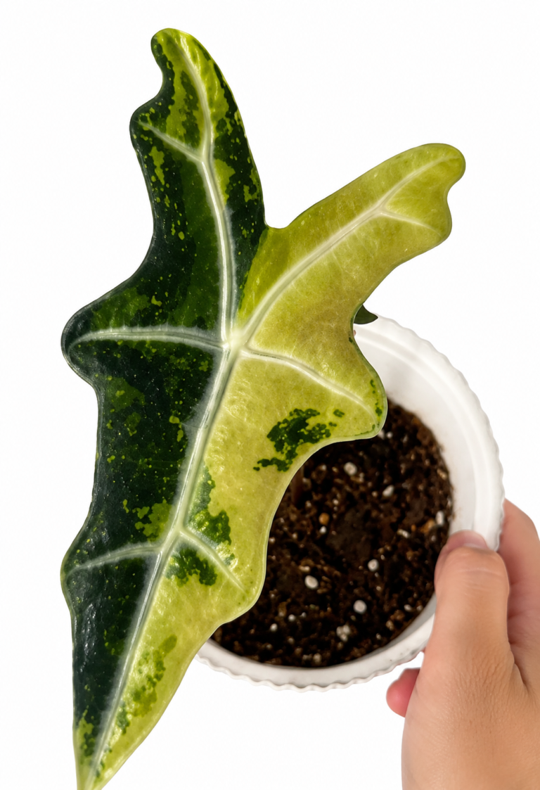 Alocasia Nobilis Aurea Variegated tissue culture plantlet in sterile container