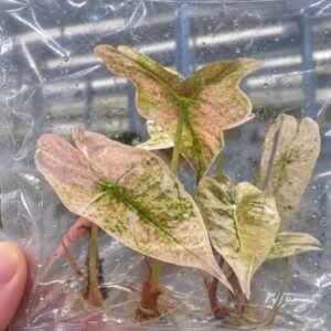 Alocasia Nobilis Frozen Ghost tissue culture plantlet in sterile container