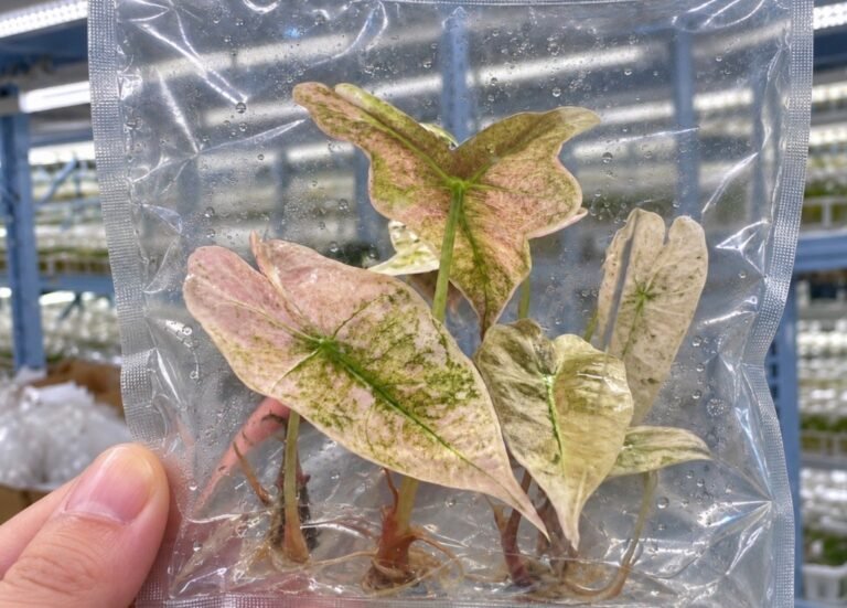 Alocasia Nobilis Frozen Ghost tissue culture plantlet in sterile container