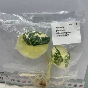 Alocasia Platinum Albo Variegated tissue culture plantlet in sterile container