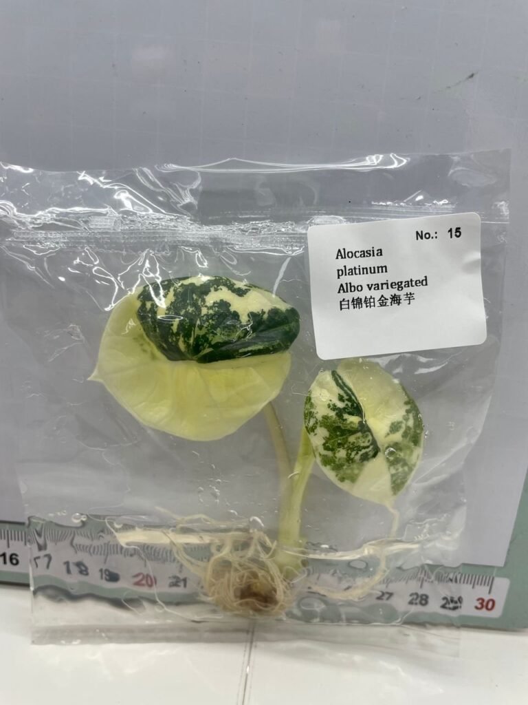 Alocasia Platinum Albo Variegated tissue culture plantlet in sterile container