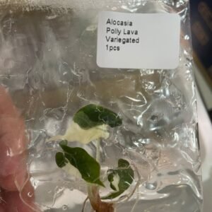 Alocasia Polly Lava Variegated tissue culture plantlet in sterile container