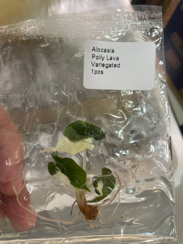 Alocasia Polly Lava Variegated tissue culture plantlet in sterile container