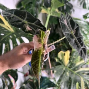 Alocasia Polly Pink Variegated #755 exact plant with dark leaves, pink variegation and a new pink variegated leaf unfurling, photo taken 10/6/2026