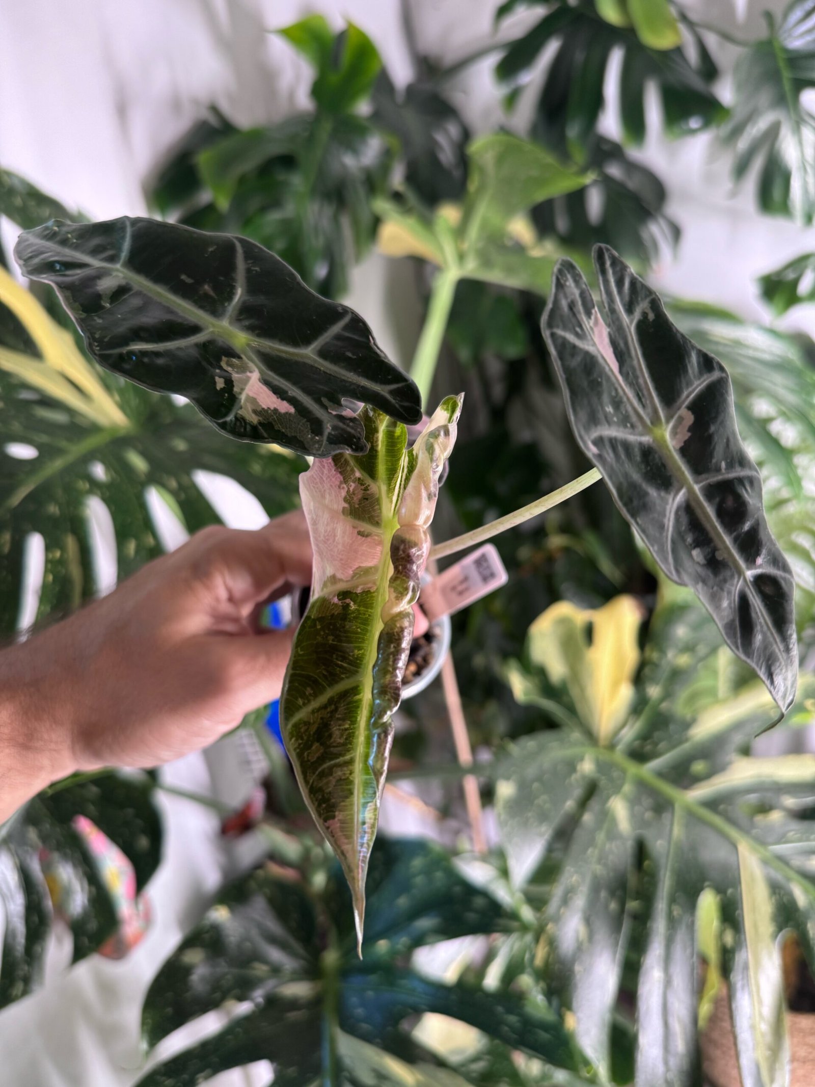 Alocasia Polly Pink Variegated #755 exact plant with dark leaves, pink variegation and a new pink variegated leaf unfurling, photo taken 10/6/2026