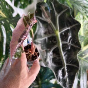 Alocasia Polly Pink Variegated #779 exact plant with mostly pink variegated new leaf and dark velvety leaf with silver veins, photo taken 10/6/2026