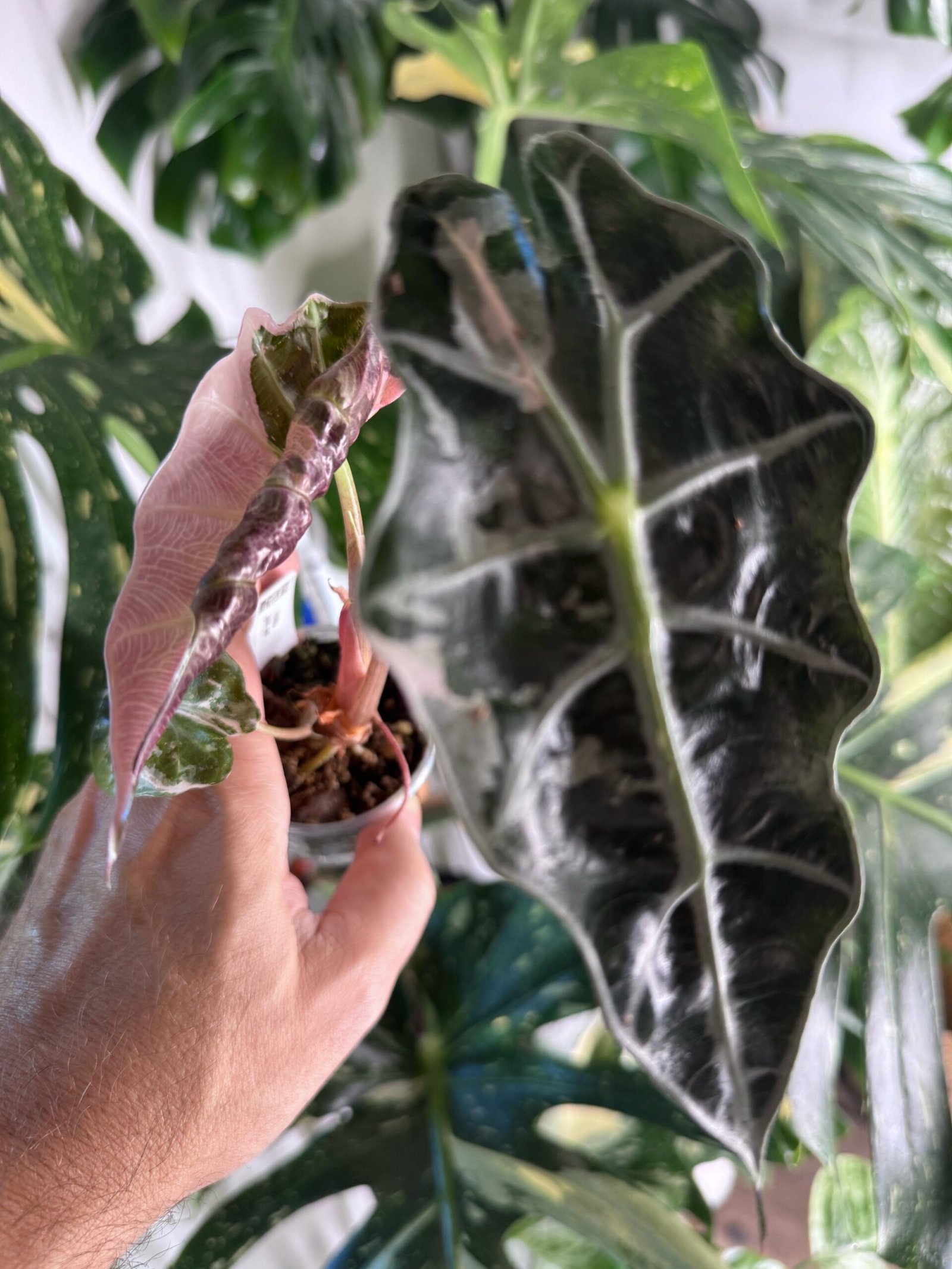 Alocasia Polly Pink Variegated #779 exact plant with mostly pink variegated new leaf and dark velvety leaf with silver veins, photo taken 10/6/2026