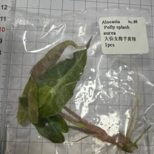 Alocasia Polly Splash Aurea tissue culture plantlet in sterile container
