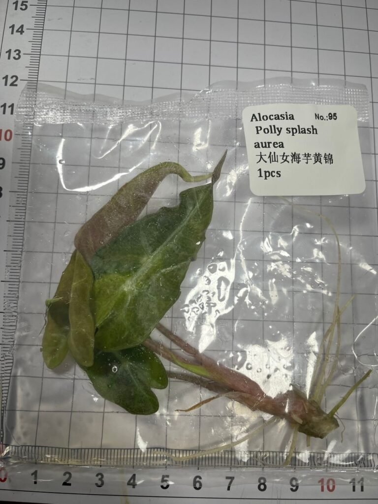 Alocasia Polly Splash Aurea tissue culture plantlet in sterile container