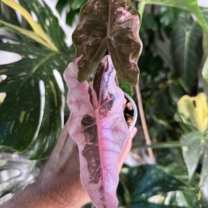 Alocasia Pseudo Sanderiana Pink Variegated #1109 exact plant with pink variegation on dark leaves, photo taken 10/6/2026